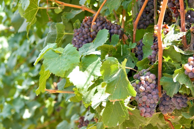 Vino